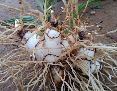 2017ֲܸǰô׬Ǯ𣿰ֲܸЧ