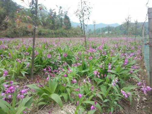 白芨如何种植长得快高效栽培技术介绍, 白芨种植多久可以收?