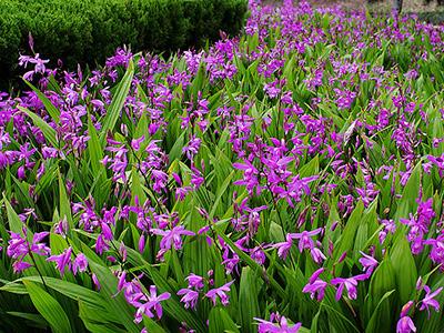 白芨如何种植长得快高效栽培技术介绍, 白芨种植多久可以收?