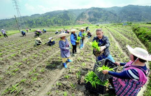 白芨如何种植长得快高效栽培技术介绍, 白芨种植多久可以收?