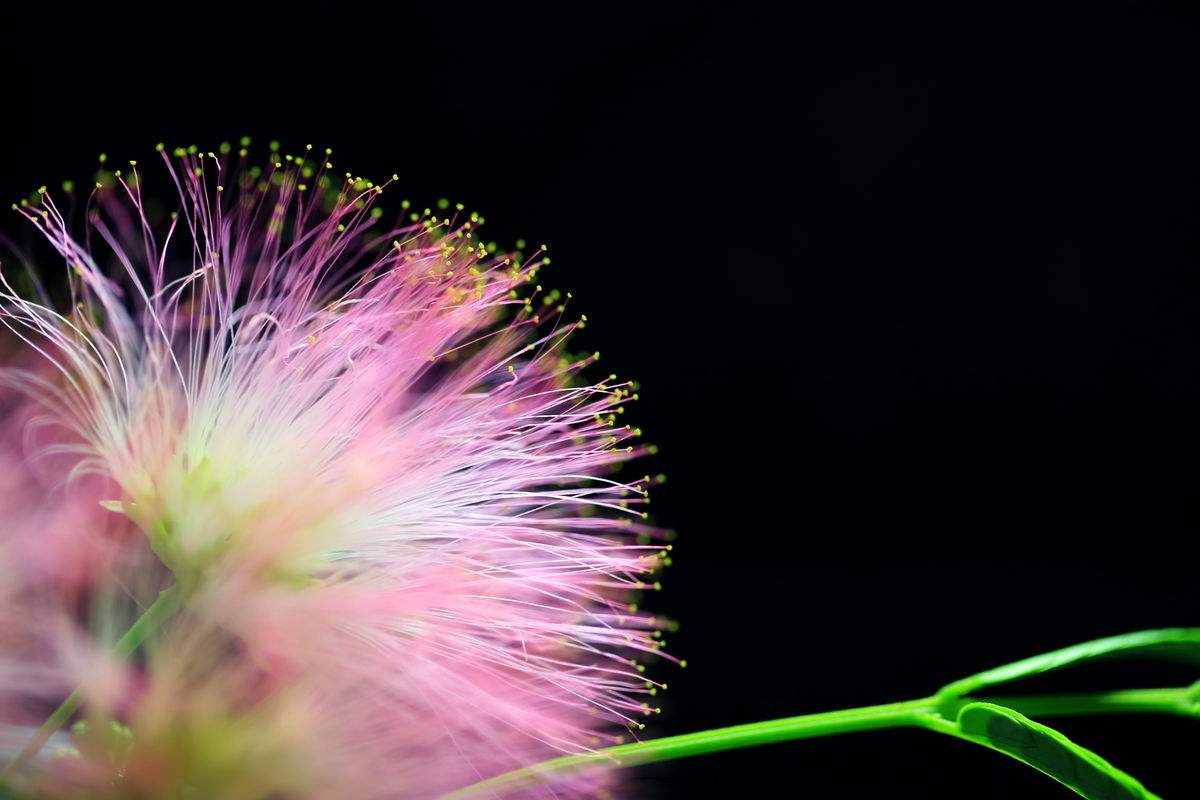 �ϻ�����ô��ʧ�߹�Ч�����ü����� �ϻ�����ˮ��ʲô�ô��ͺ���