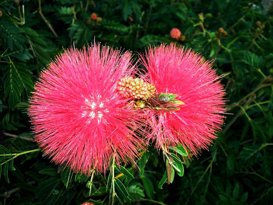 �ϻ�����ô��ʧ�߹�Ч�����ü����� �ϻ�����ˮ��ʲô�ô��ͺ���