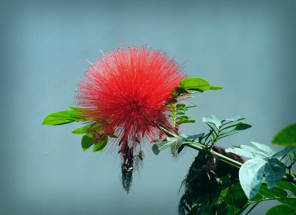 合欢花怎么治失眠功效与作用及禁忌 合欢花泡水有什么好处和害处