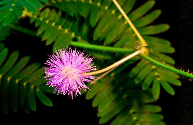 合欢花怎么治失眠功效与作用及禁忌 合欢花泡水有什么好处和害处