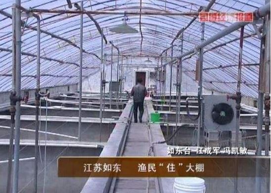 大棚养虾水泥池建设图