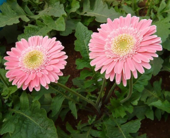 非洲菊有毒吗适合在室内养吗花语 非洲菊的养殖方法和注意事项