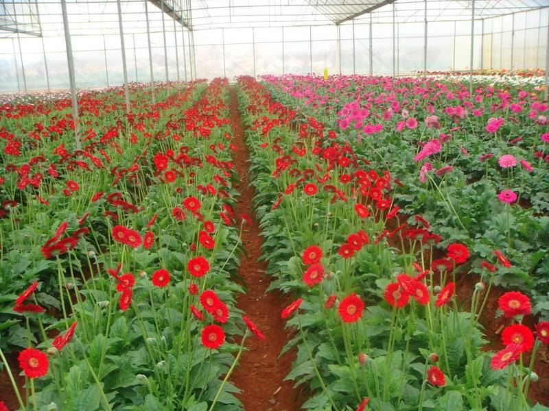 非洲菊有毒吗适合在室内养吗花语 非洲菊的养殖方法和注意事项