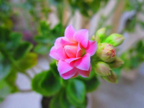 ���ٻ�ˮ�����ֳ������ע������ ���ٻ�����ˮ����ˮ�෱ֳͼ