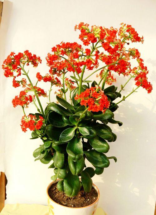 长寿花水培的养殖方法及注意事项 长寿花可以水培吗水培繁殖图