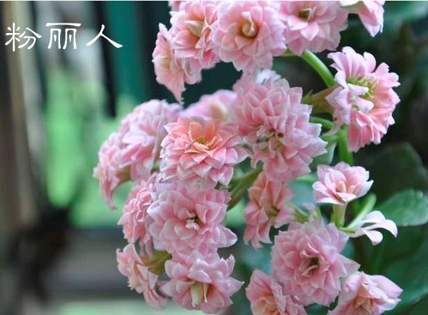 长寿花水培的养殖方法及注意事项 长寿花可以水培吗水培繁殖图