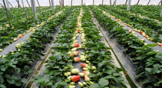 种植草莓赚钱吗成本和利润多少 种植一亩草莓投资多少可收入多少