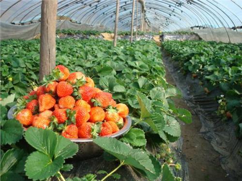 ֲݮ׬Ǯɱ ֲһĶݮͶʶٿ