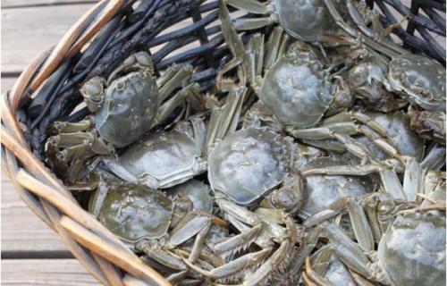 盘锦河蟹有哪几种分类?盘锦河蟹怎么养最肥养殖技术介绍