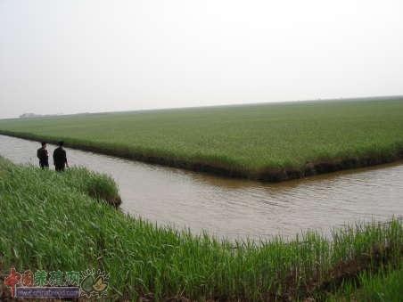 盘锦河蟹有哪几种分类?盘锦河蟹怎么养最肥养殖技术介绍