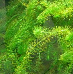 盘锦河蟹有哪几种分类?盘锦河蟹怎么养最肥养殖技术介绍