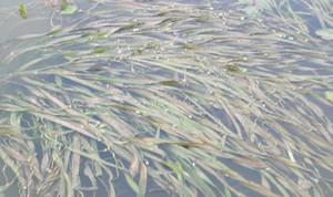 盘锦河蟹有哪几种分类?盘锦河蟹怎么养最肥养殖技术介绍