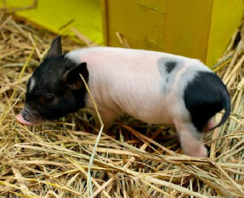 小香猪的用途?哪里有卖小香猪苗子的?小香猪价格多少钱一只?