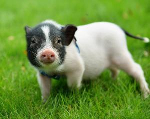 С;СӵģС۸Ǯһֻ