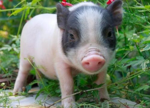 小香猪真的长不大吗?怎么判断小香猪真假?小香猪骗局案例