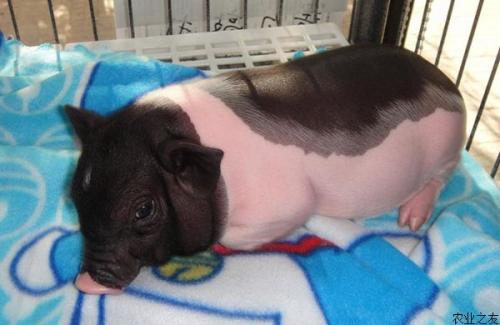 小香猪真的长不大吗?怎么判断小香猪真假?小香猪骗局案例