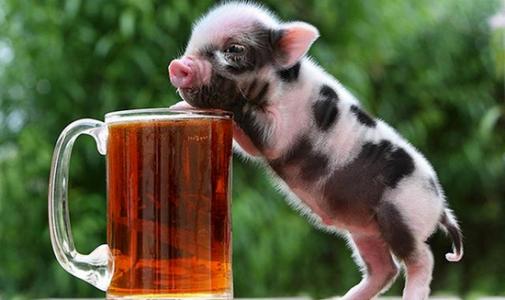 小香猪真的长不大吗?怎么判断小香猪真假?小香猪骗局案例