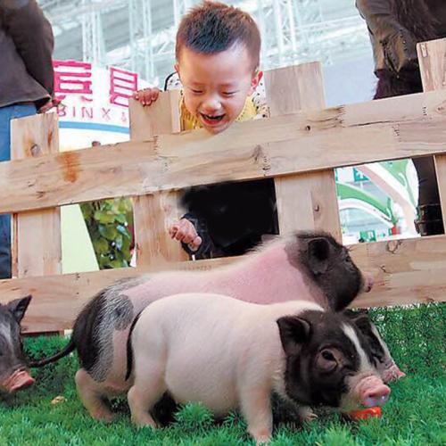 小香猪真的长不大吗?怎么判断小香猪真假?小香猪骗局案例