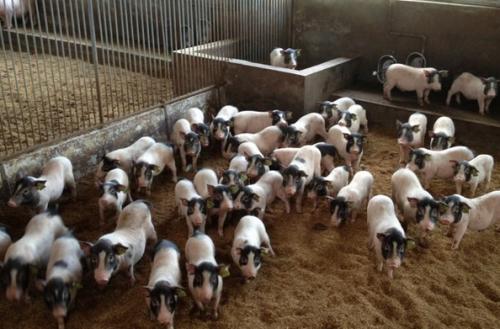 小香猪养殖赚钱吗前景怎么样?小香猪养殖技术及饲养管理方法