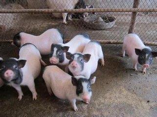 小香猪养殖赚钱吗前景怎么样?小香猪养殖技术及饲养管理方法