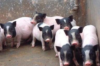 小香猪养殖赚钱吗前景怎么样?小香猪养殖技术及饲养管理方法