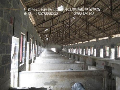 小香猪猪舍如何设计有啥要求, 小香猪猪舍设计图片大全