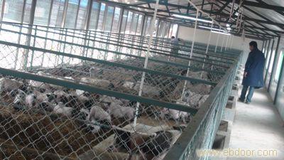 小香猪猪舍如何设计有啥要求, 小香猪猪舍设计图片大全