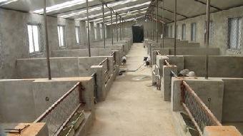 小香猪猪舍如何设计有啥要求, 小香猪猪舍设计图片大全