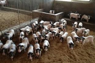 小香猪猪舍如何设计有啥要求, 小香猪猪舍设计图片大全