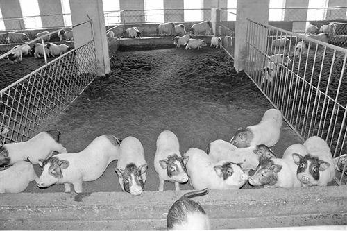 小香猪猪舍如何设计有啥要求, 小香猪猪舍设计图片大全