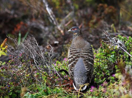 野鸡是国家保护动物吗能养殖吗?野鸡养殖前景及成本利润分析