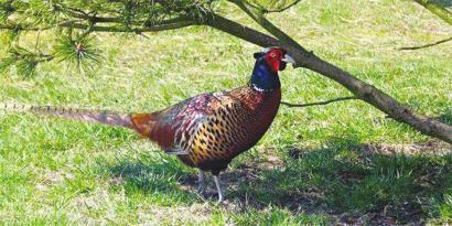 野鸡是国家保护动物吗能养殖吗?野鸡养殖前景及成本利润分析