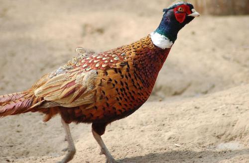 野鸡是国家保护动物吗能养殖吗?野鸡养殖前景及成本利润分析