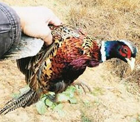 野鸡是国家保护动物吗能养殖吗?野鸡养殖前景及成本利润分析