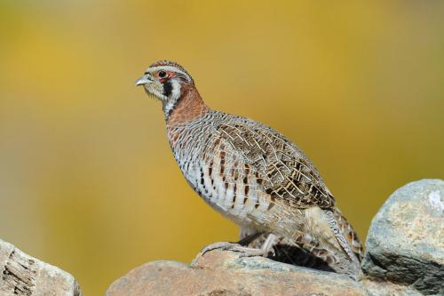 野鸡苗多少钱一只如何饲养长得快?致富经野鸡养殖发财视频