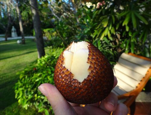 蛇皮果怎么长的图片价格多少?蛇皮果好养吗种植技术介绍