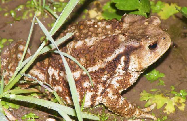 蟾蜍的功效与作用养殖前景价格 蟾蜍怎么养殖能赚钱吗销路怎么样