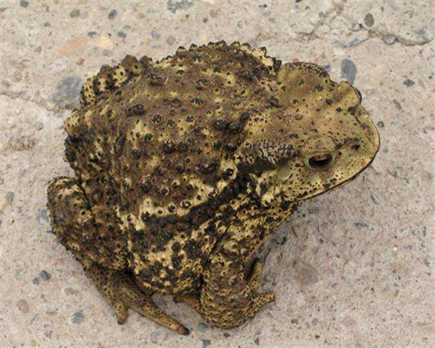 蟾蜍的功效与作用养殖前景价格 蟾蜍怎么养殖能赚钱吗销路怎么样