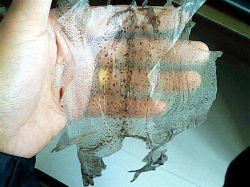 蟾蜍的功效与作用养殖前景价格 蟾蜍怎么养殖能赚钱吗销路怎么样