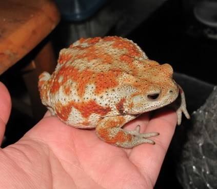 蟾蜍的功效与作用养殖前景价格 蟾蜍怎么养殖能赚钱吗销路怎么样