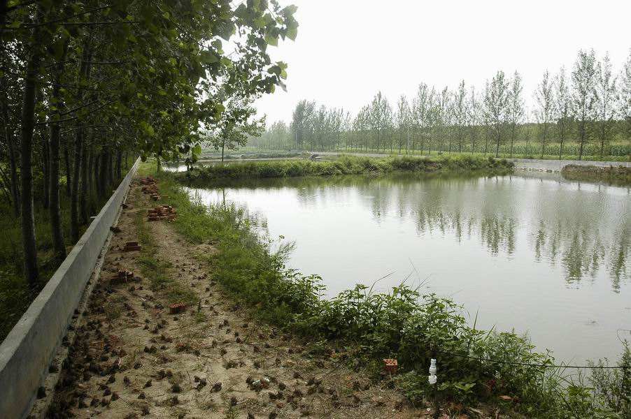 蟾蜍养殖场建设图