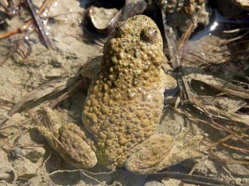 蟾蜍的药用价值 蟾蜍价格多少钱一斤2017