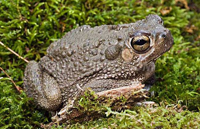 ܵҩüֵ ܼ۸Ǯһ2017