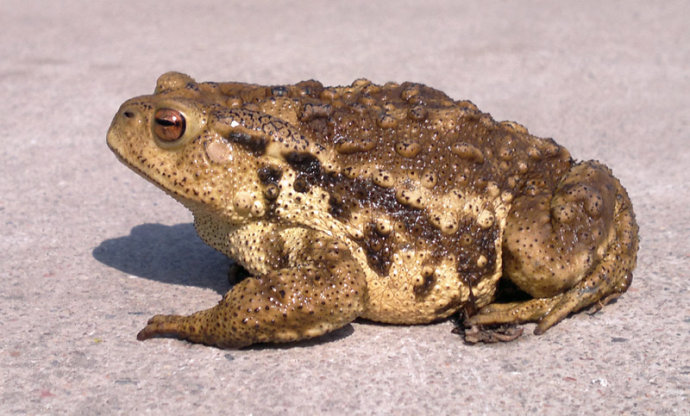 蟾蜍的药用价值 蟾蜍价格多少钱一斤2017