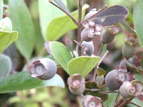 桃金娘是什么水果有什么功效和作用, 市场上桃金娘多少钱一斤