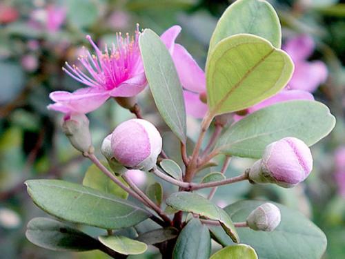 桃金娘是什么水果有什么功效和作用, 市场上桃金娘多少钱一斤